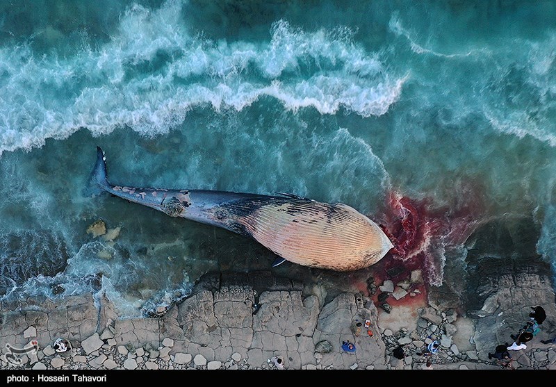 لاشه یک نهنگ در ساحل سیمرغ کیش