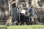 پل بارتون، نوازنده بریتانیایی برای میمون هایی که مناطق تاریخی متروک در Lopburi تایلند را اشغال کرده اند، پیانو می نوازد. عکس: REUTERS

