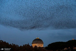 سارها بر فراز کنیسه ای در رم ایتالیا پرواز می کنند. عکس: Angelo Carconi/EPA


