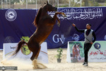 مسابقات زیبایی اسب عرب مصر در استان شرقیه، مصر