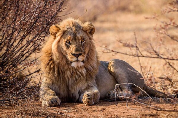 جشنواره مونتکارلو ۶۰ ساله شد/ نمایش مستندی تکان دهنده از شیرها جشنواره مونتکارلو ۶۰ ساله شد/ نمایش مستندی تکان دهنده از شیرها