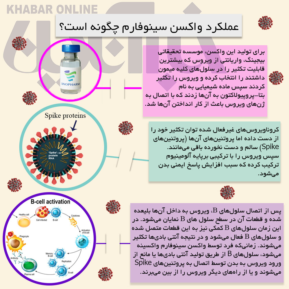 اینفوگرافیک | نحوه عملکرد واکسن سینوفارم چگونه است؟ اینفوگرافیک | نحوه عملکرد واکسن سینوفارم چگونه است؟